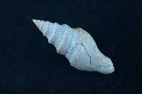 藏品(捲管螺)的圖片